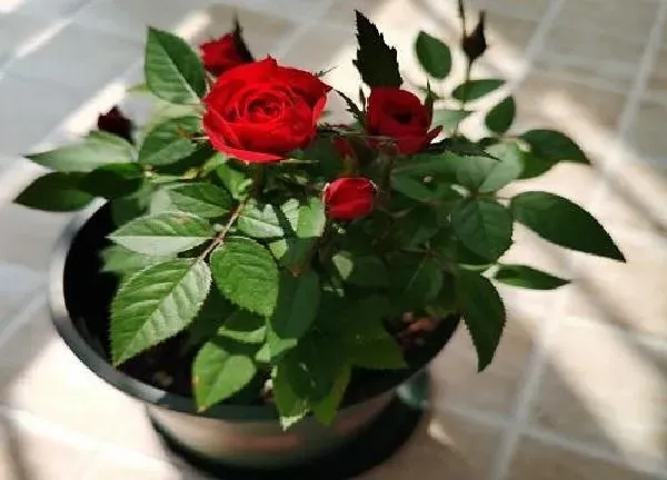 植物浇水|玫瑰几天浇一次水 春夏秋冬各不同