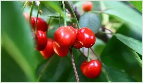 秋季大樱桃树施哪种肥好 | 种植病虫害