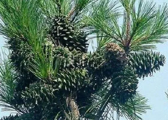 果实成熟|松果什么季节成熟 上市