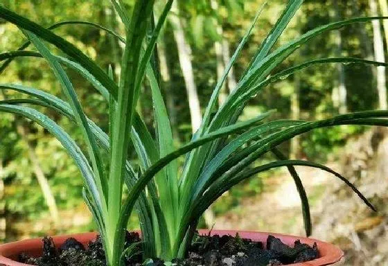 植物百科|兰花可以淋雨吗 下雨天可以放外面淋雨吗