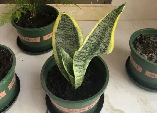 植物浇水|虎皮兰怎么浇水长得快不积水（虎皮兰种植后合适浇水方法）