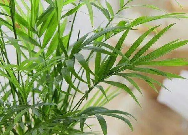 养殖科普|凤尾竹好养活吗