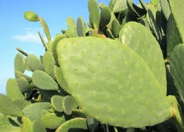 植物浇水|仙人掌夏天多久浇一次水