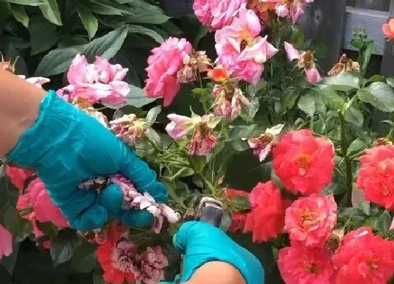 植物修剪|盆栽玫瑰怎么剪枝 修剪花枝的技巧