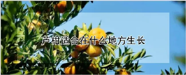 芦柑适合在什么地方生长 | 养殖技术