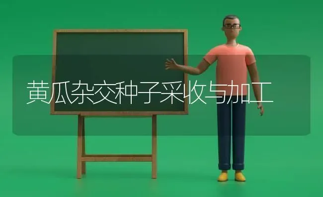 黄瓜杂交种子采收与加工 | 蔬菜种植