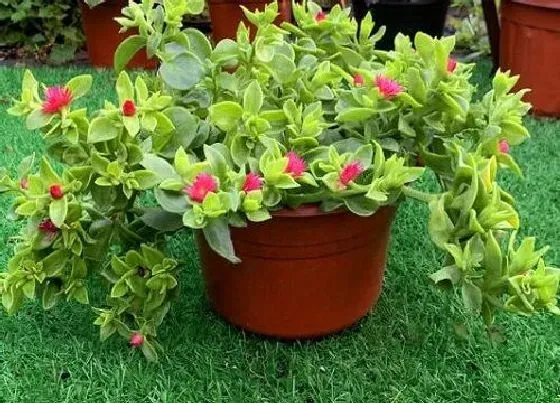 植物繁殖|牡丹吊兰怎么繁殖方法和注意事项