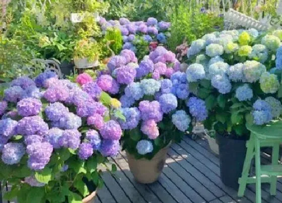 开花时间|无尽夏绣球花一年开几次花 开花时间什么时候