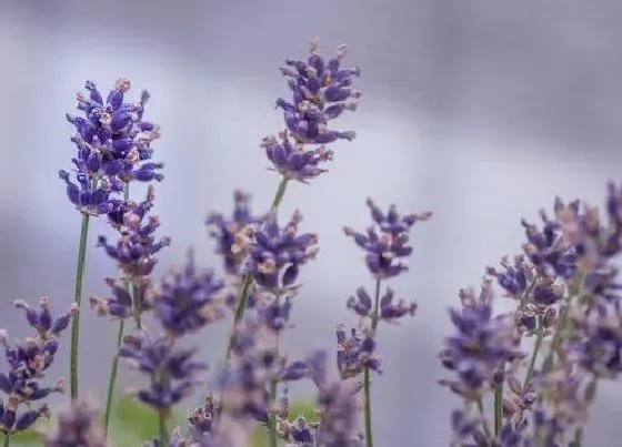 花卉百科|葡萄牙的国花是什么花