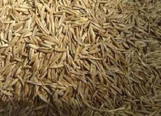 植物播种|花种子怎么来的