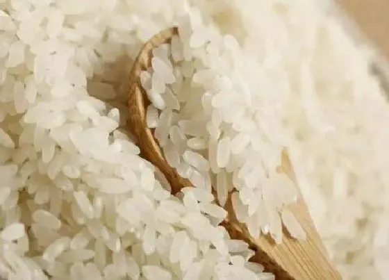 植物产地|长沙盛产什么农作物
