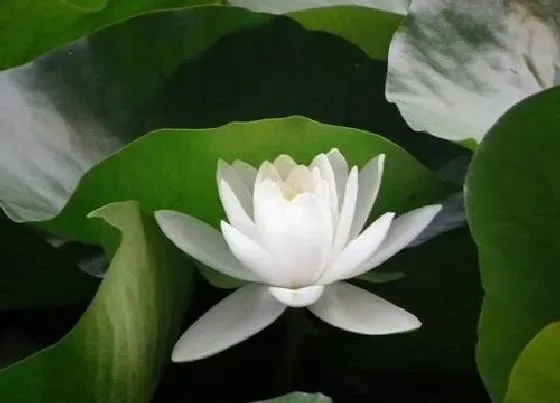 植物寓意|莲花花语代表什么意思