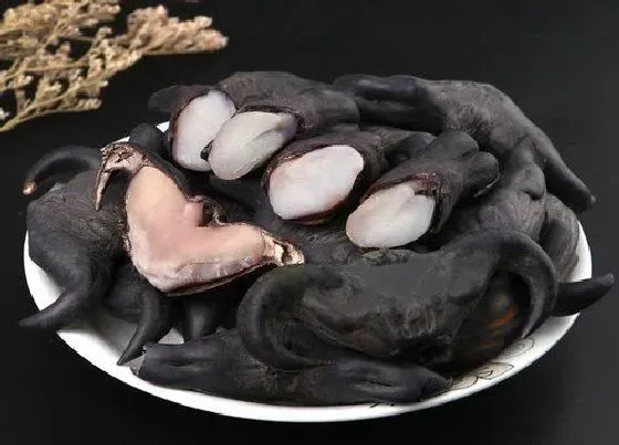 植物百科|菱角又叫什么名字