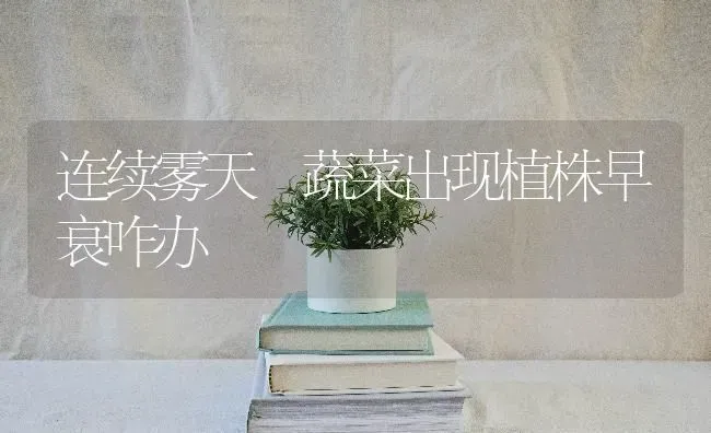 连续雾天 蔬菜出现植株早衰咋办 | 蔬菜种植