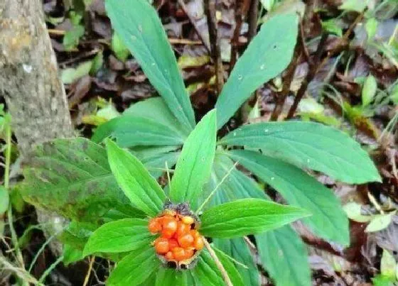 生长环境|七叶一枝花生长环境条件及特点