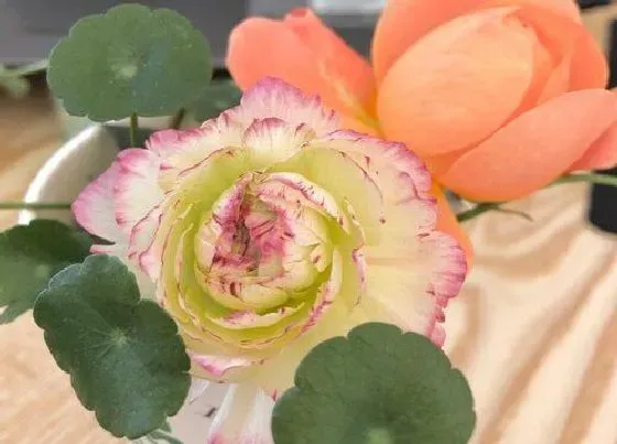 花卉百科|中国的国花是什么花