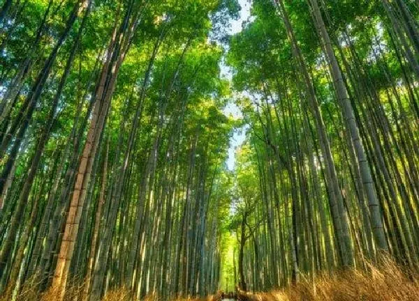 养殖科普|毛竹喜欢阳光吗