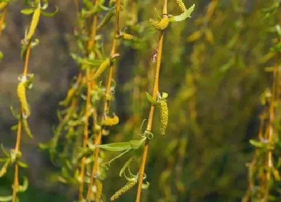 植物种类|柳树是被子植物吗
