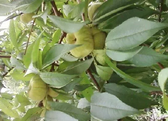 种植百科|客厅可以种桃树吗