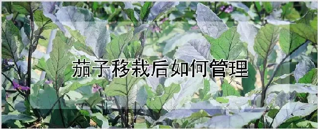 茄子移栽后如何管理 | 养殖技术