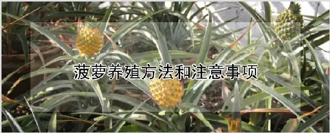 菠萝养殖方法和注意事项 | 种植技术