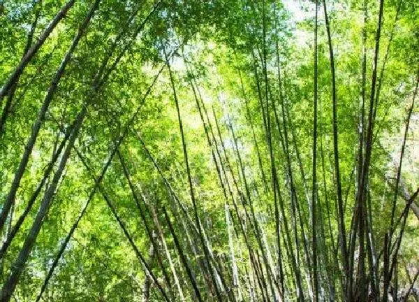 养殖科普|毛竹喜欢阳光吗