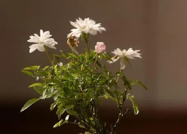植物浇水|盆栽月季多久浇一次水