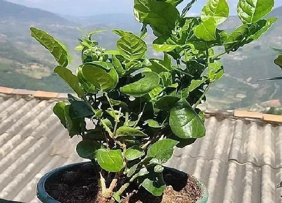 植物百科|茉莉花耐阴吗 喜欢阴还是喜欢阳光