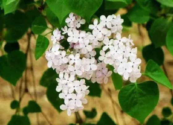 开花时间|丁香花一年开几次花