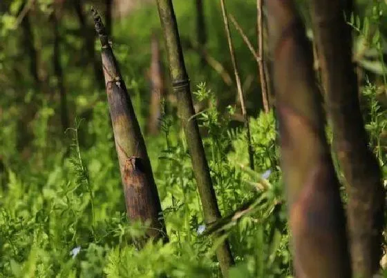 生长环境|雷竹笋适合什么地方种植