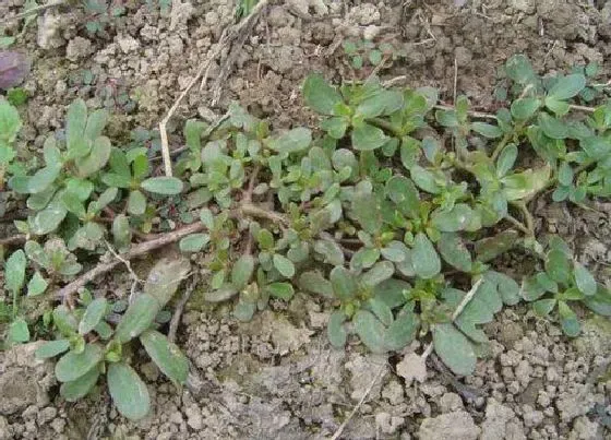 植物百科|马齿笕生长在什么地方