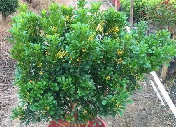 植物移栽|米兰上盆时间与养护方法