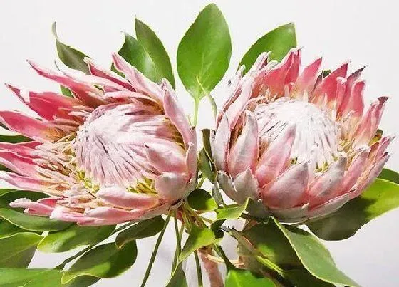 花语|菩提花的花语是什么