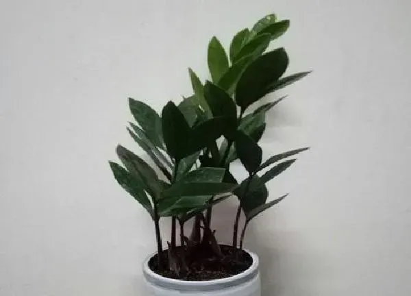 植物浇水|金钱树多久浇一次水