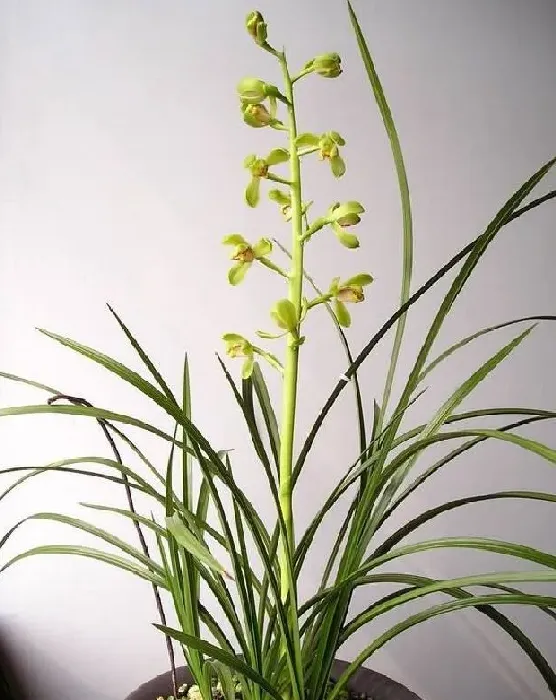 植物种类|什么品种兰花最受欢迎卖得最好（市面上什么兰花好养又香）