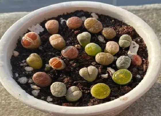 种植管理|生石花生长速度快慢 一年能长多少