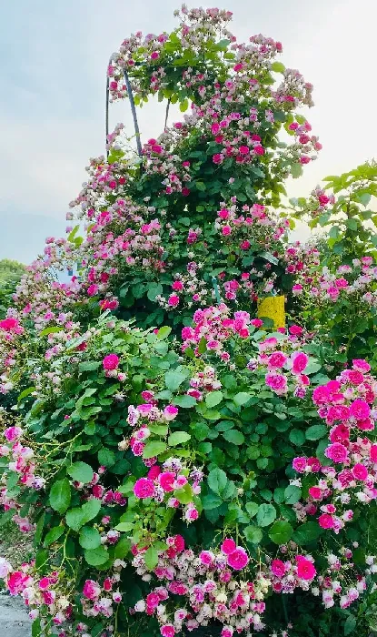 植物百科|藤本胭脂扣月季花优缺点（耐寒耐晒四季开花胭脂扣长多高）