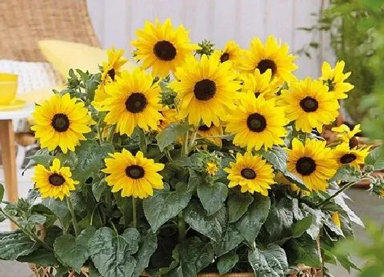 绿植|花坛适合种什么植物