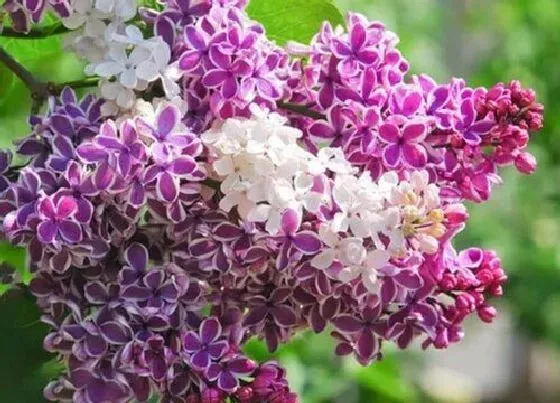 开花时间|丁香花一年开几次花