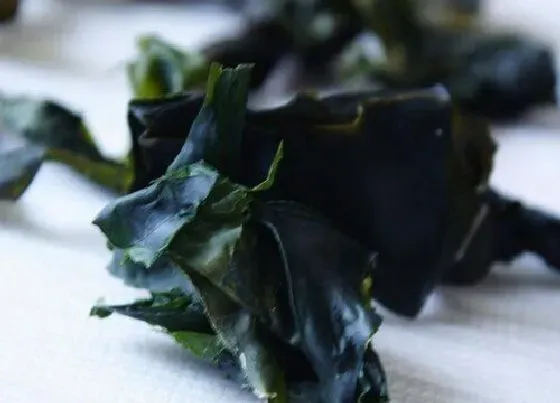 植物百科|紫菜是什么植物