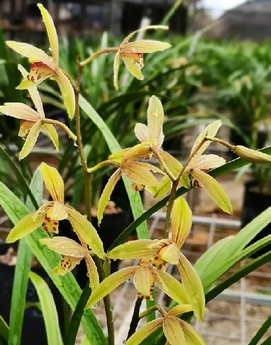 植物种类|什么品种兰花最受欢迎卖得最好（市面上什么兰花好养又香）