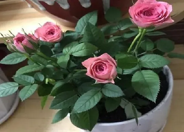 植物浇水|玫瑰几天浇一次水 春夏秋冬各不同