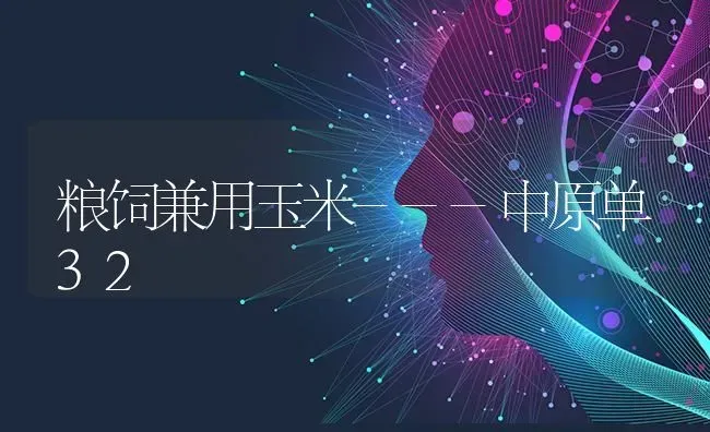 粮饲兼用玉米---中原单32 | 粮油作物种植