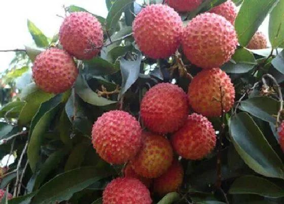 种植位置|四川适合种荔枝树吗 适合什么品种的荔枝