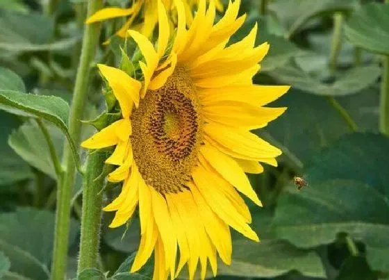 种植管理|向日葵什么季节种植好