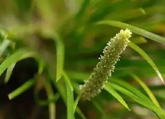 习性特点|石菖蒲开花是什么样子 开花的含义与寓意