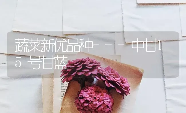 蔬菜新优品种---中甘15号甘蓝 | 蔬菜种植