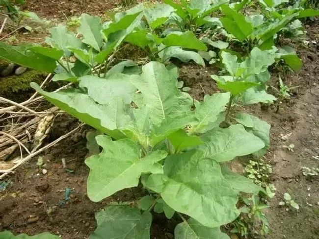 植物育苗|茄子苗不长是怎么回事，茄子秧苗生长点不旺什么原因）