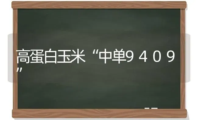 高蛋白玉米“中单9409” | 粮油作物种植