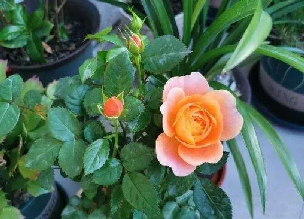 植物浇水|月季花怎么浇水方法